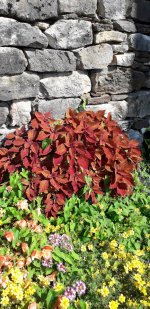 Hausmauer grün.jpg Hausmauer grün.jpg