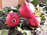 20181012_110426 (1).jpg 20181012_110426 (1).jpg