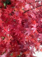 DSCF0173.JPG DSCF0173.JPG