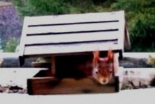 Eichhorn im Vogelhäuschen.JPG Eichhorn im Vogelhäuschen.JPG