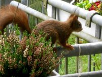 Eichhörnchen 11.JPG Eichhörnchen 11.JPG