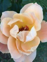 IMG_1454 (1).JPG IMG_1454 (1).JPG