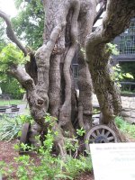 ältester Baum Linde in Jena.jpg