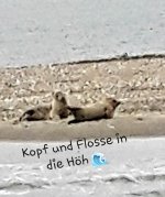 119523868_600398477299671_1998611426546044072_n.jpg 119523868_600398477299671_1998611426546044072_n.jpg