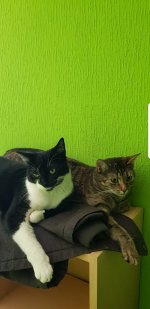 IMG-20190704-WA0001.jpg IMG-20190704-WA0001.jpg