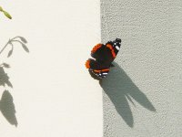 Admiral Schatten.jpg Admiral Schatten.jpg