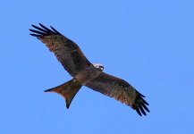 Roter-Milan.jpg Roter-Milan.jpg