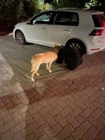 30A51357-5BD0-41B5-9612-94ABEE878799.jpeg 30A51357-5BD0-41B5-9612-94ABEE878799.jpeg