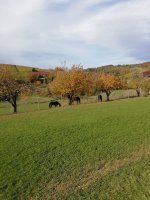 IMG_20201025_144924.jpg IMG_20201025_144924.jpg