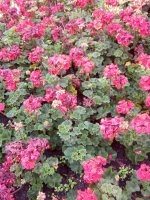 IMG_20200620_101201 (7).jpg