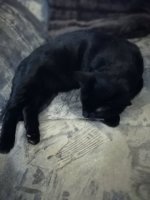 IMG_20201226_183618.jpg IMG_20201226_183618.jpg