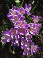 IMG_0443.JPG IMG_0443.JPG