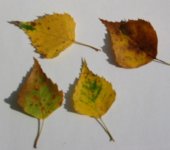 Birkenblätter.jpg Birkenblätter.jpg