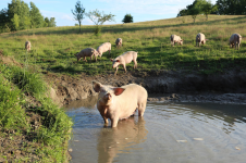 grafik.png grafik.png