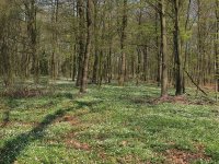 1024px-Buschwindröschen_im_Vorster_Wald.jpg 1024px-Buschwindröschen_im_Vorster_Wald.jpg