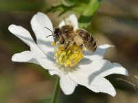 800px-Apis_mellifera_-_Anemone_nemorosa_-_Keila1.jpg 800px-Apis_mellifera_-_Anemone_nemorosa_-_Keila1.jpg