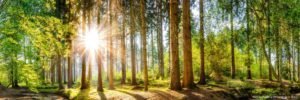 Wald-im-Frühling-300x100.jpg Wald-im-Frühling-300x100.jpg
