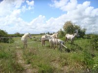 Camargue Pferde 2.jpg