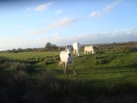 Camargue Pferdeidylle4.jpg