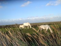 Camargue Pferdekomposition.jpg
