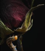 A7F70806-B8D5-45F0-B2F0-9DB8FF15E8E8.jpeg A7F70806-B8D5-45F0-B2F0-9DB8FF15E8E8.jpeg