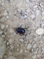 20210721_163025 Waldmistkäfer.jpg 20210721_163025 Waldmistkäfer.jpg