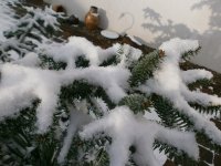 Winter 004.JPG Winter 004.JPG