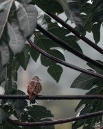 inca-dove-5669389.jpg inca-dove-5669389.jpg