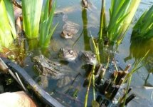 frösche laichen.JPG