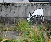 Reh in Kiel.jpg Reh in Kiel.jpg