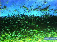 grafik.png grafik.png