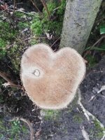 IMG_20200124_110316.jpg IMG_20200124_110316.jpg