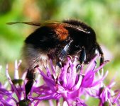 Hummel-auf blüte.jpg Hummel-auf blüte.jpg