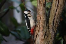woodpecker-4761644.jpg woodpecker-4761644.jpg