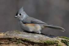 tufted-titmouse-6704956.jpg tufted-titmouse-6704956.jpg