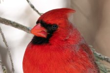 bird-7050404.jpg bird-7050404.jpg