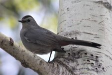gray-catbird-4227473.jpg gray-catbird-4227473.jpg