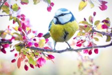 spring-bird-2295434.jpg spring-bird-2295434.jpg