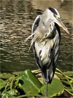 DSC03040.JPG DSC03040.JPG