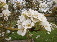 Garten.04.2014 156.JPG