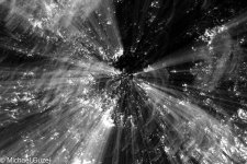 allabouttrees (3 von 4).jpg