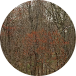 Screenshot_20220413-125241-492.png Screenshot_20220413-125241-492.png