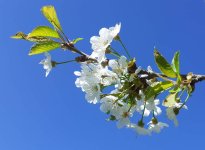 Ostern 15.jpg Ostern 15.jpg