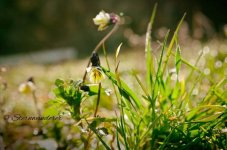 DSC_0849.jpg DSC_0849.jpg