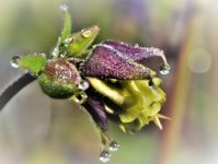 DSC_0059 - Kopie.jpg DSC_0059 - Kopie.jpg