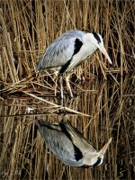 DSC05002.JPG DSC05002.JPG