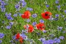 field-4282015_1280.jpg field-4282015_1280.jpg