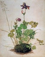 duerer_akelei.jpg