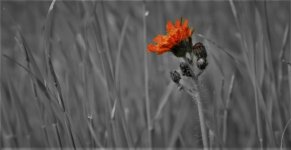 imageedit_10_3404435680 - Kopie.jpg imageedit_10_3404435680 - Kopie.jpg