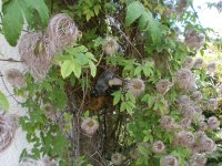 hinterm Haus 011.JPG hinterm Haus 011.JPG